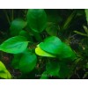 Анубиас карликовый (Anubias nana)
