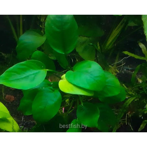 Анубиас карликовый (Anubias nana)