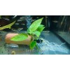 Анубиас компакт (Anubias kompakt)