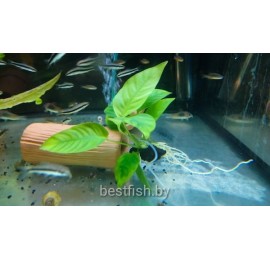 Анубиас компакт (Anubias kompakt)