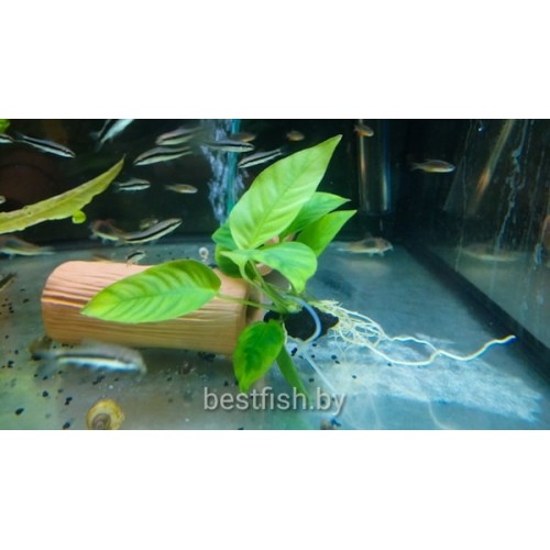 Анубиас компакт (Anubias kompakt)