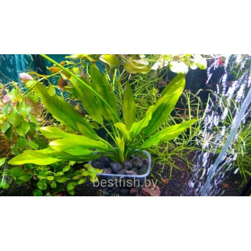 Эхинодорус Диджитал Арт (Echinodorus Digital Art)