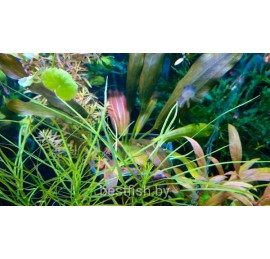 Эхинодорус Джоё Ред Стар (Echinodorus Joyo Red Star)