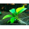 Анубиас карликовый (Anubias nana)
