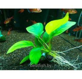 Анубиас карликовый (Anubias nana)