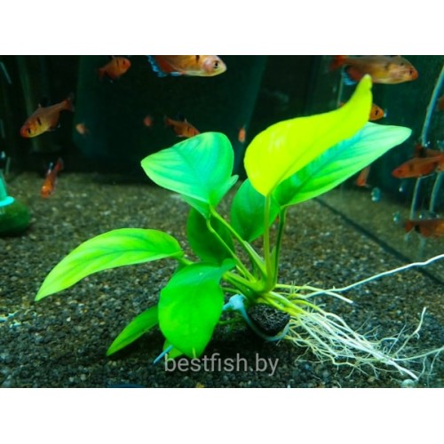 Анубиас карликовый (Anubias nana)