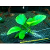Анубиас карликовый (Anubias nana)