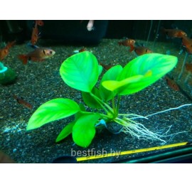 Анубиас карликовый (Anubias nana)