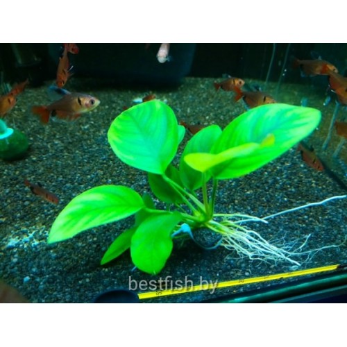 Анубиас карликовый (Anubias nana)