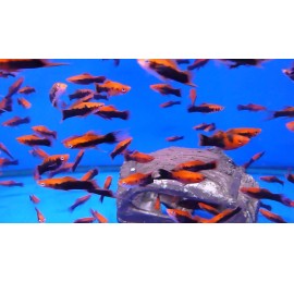 Меченосец красный кубинец