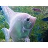 Скалярия платиновая
