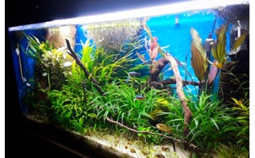 Аквариумные борцы с водорослями