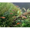 Расбора хенгеля
