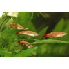 Кардинал золотой