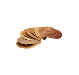 Sera листья Catappa Leaves S