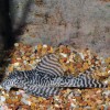 Гипанциструс L-066 королевский тигровый
