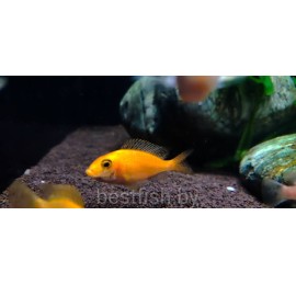Аулонокара орхидея