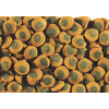 Tetra Pleco Spirulina Wafers 25 гр.