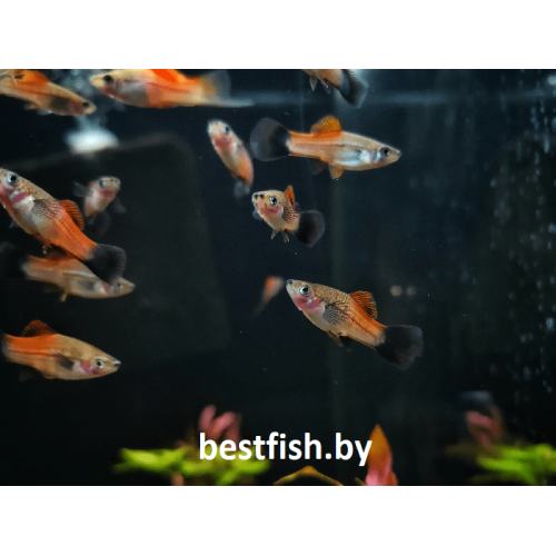 Меченосец зелёный