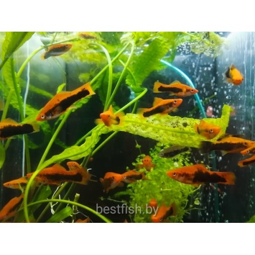 Меченосец кубинец бабочка