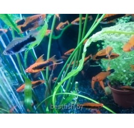 Меченосец кубинец бабочка