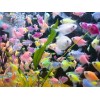 Тернеция GloFish ассорти