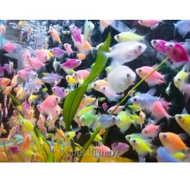 Тернеция GloFish ассорти