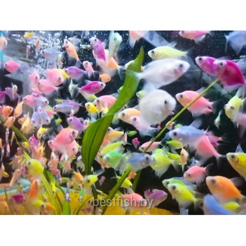 Тернеция GloFish ассорти