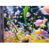 Тернеция GloFish ассорти