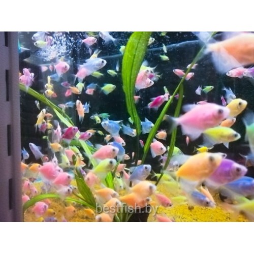 Тернеция GloFish ассорти