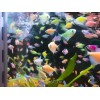 Тернеция GloFish ассорти