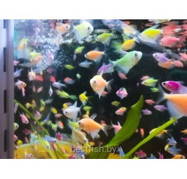 Тернеция GloFish ассорти