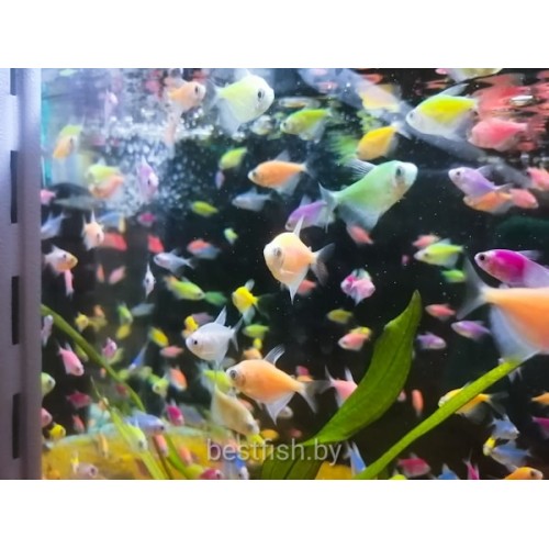 Тернеция GloFish ассорти
