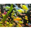 Тернеция GloFish ассорти