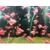 Тернеция  GloFish красная