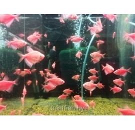 Тернеция  GloFish красная