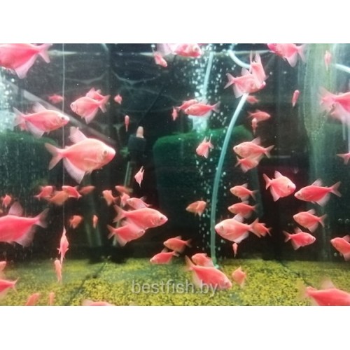 Тернеция  GloFish красная