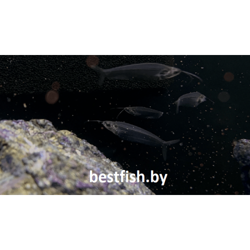 Сом стеклянный