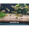 Гуппи Эндлера тигровая