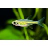 Микрорасбора куботаи