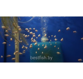 Целующийся Гурами