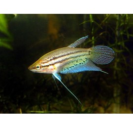 Гурами ворчащий