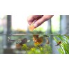 Tetra FreshDelica Krill 2 пакетика