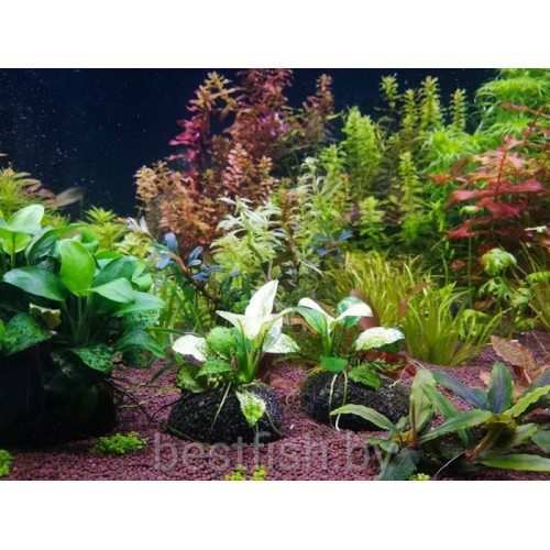 Окатанные камни вулканической лавы коричневой