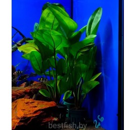 Эхинодорус глаз дьявола