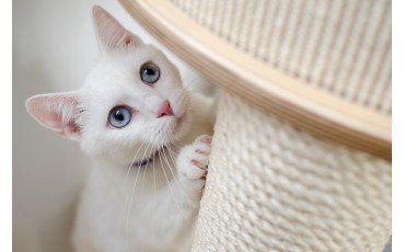 Как выбрать когтеточку для кошки и кота