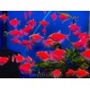 Тернеция  GloFish красная
