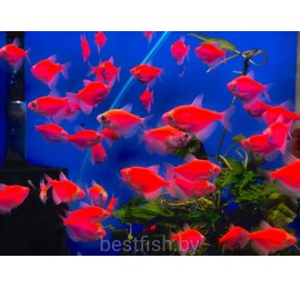 Тернеция  GloFish красная