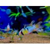 Апистограмма рамирези вуалевая