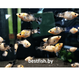 Моллинезия велифера